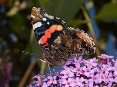 Vanessa atalanta