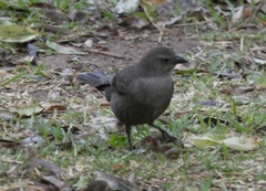 Molothrus bonariensis