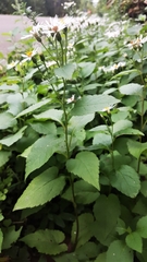 Eurybia furcata