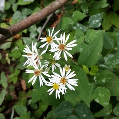 Eurybia furcata