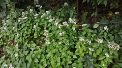 Eurybia furcata