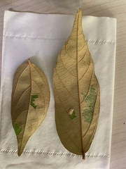 Pterospermum menglunense