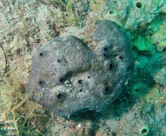 Irciniidae