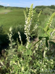 Melilotus albus