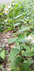Eurybia furcata