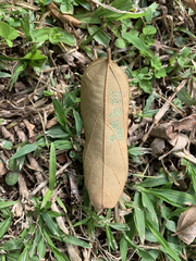 Pterospermum menglunense