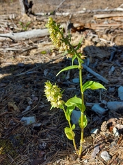 Epipactis helleborine orbicularis