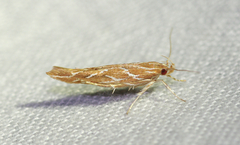 Pyroderces argyrogrammos