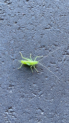 Meconema meridionale