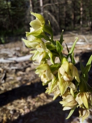Epipactis helleborine orbicularis