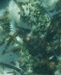 Dasycladus vermicularis