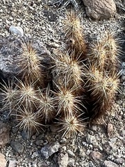 Echinocereus engelmannii
