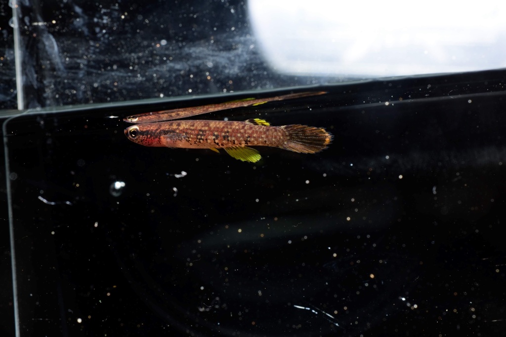 Uatuma killi (Laimosemion uatuman) — Rivulidae