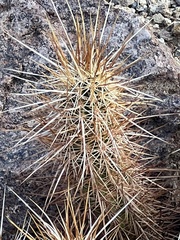 Echinocereus engelmannii