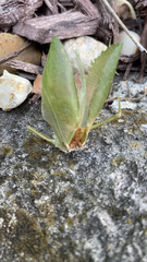 Pterophylla camellifolia