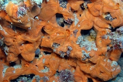 Spirastrella cunctatrix