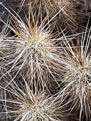 Echinocereus engelmannii