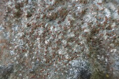 Protoblastenia rupestris