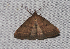 Zanclognatha zelleralis