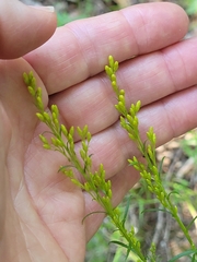 Solidago pinetorum