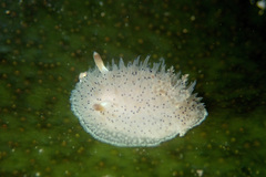 Acanthodoris rhodoceras image