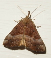 Hypena eductalis