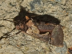 Autographa ampla