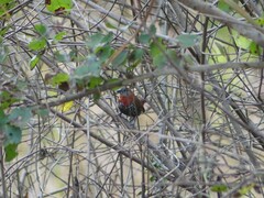 Hypargos niveoguttatus