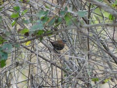 Hypargos niveoguttatus