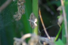 Costaconvexa polygrammata