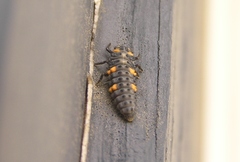 Coccinella septempunctata