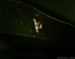 Cyphosticha panconita