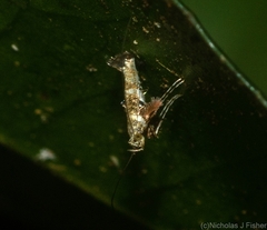 Cyphosticha panconita