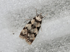 Pseudotelphusa scalella