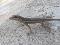 Anolis opalinus