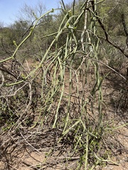 Cissus quadrangularis