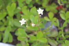 Sibbaldiopsis tridentata