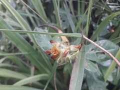 Crotalaria densicephala