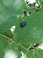 Oreina cacaliae