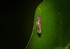 Xestocephalini