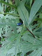 Oreina cacaliae