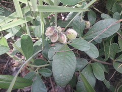 Crotalaria densicephala