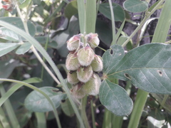 Crotalaria densicephala