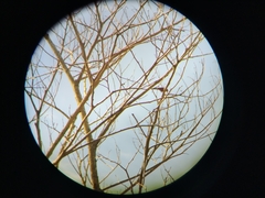 Coryphospingus cucullatus