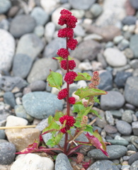 Blitum capitatum capitatum