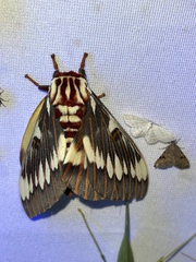 Citheronia splendens