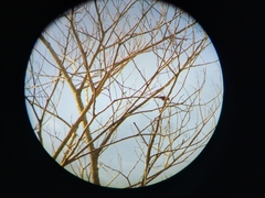 Coryphospingus cucullatus