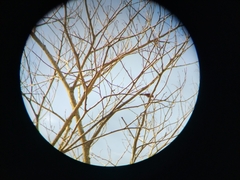 Coryphospingus cucullatus