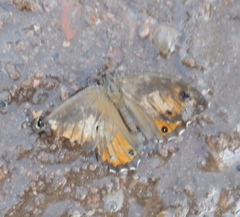 Hipparchia aristaeus