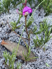 Disperis capensis